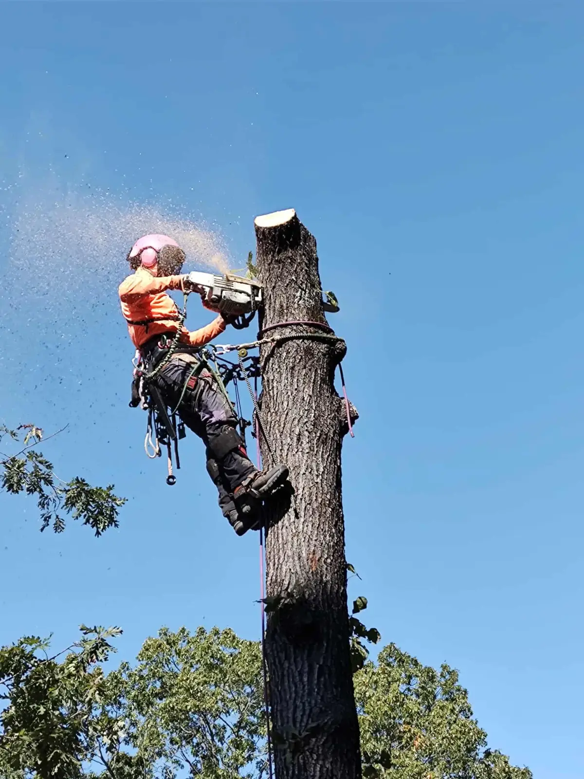 Tree removal work